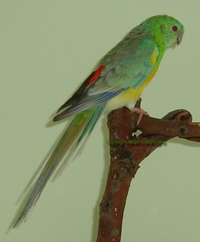 mfallow 044.jpg